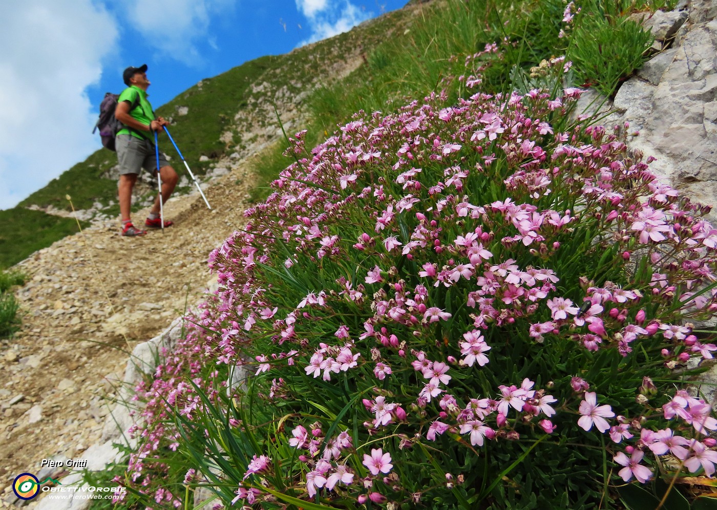 02 Silene aculis (Silene a cuscinetto).JPG